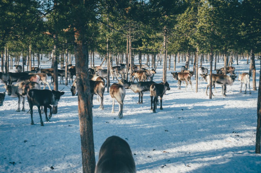Reindeer grazing in a corral in Swedish Lapland
