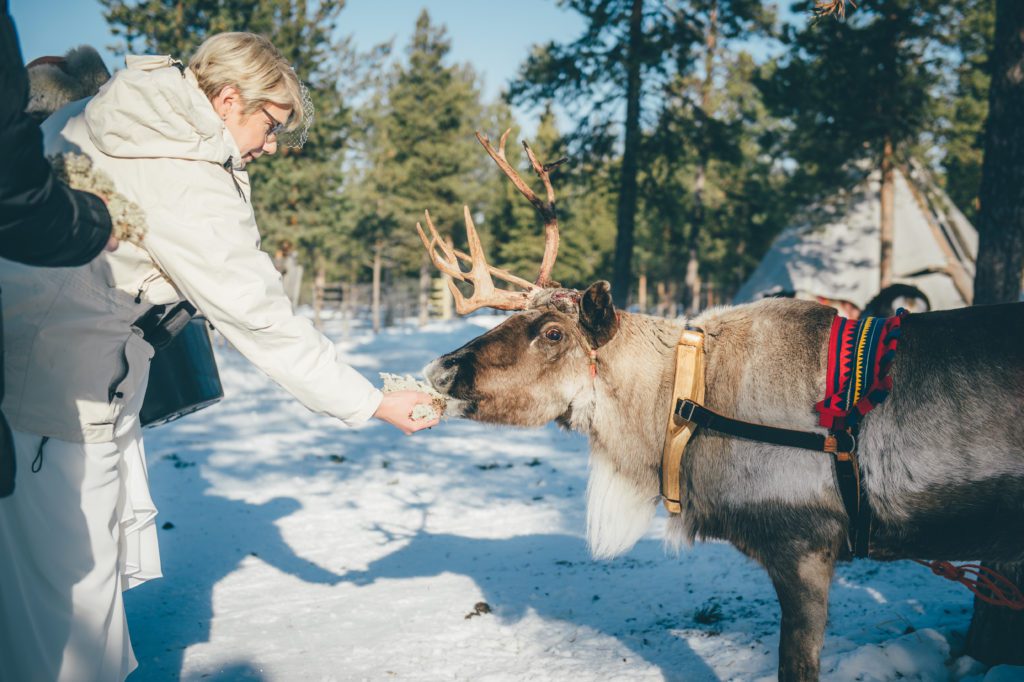 A bride greets a reindeer before her wedding in Swedish Lapland